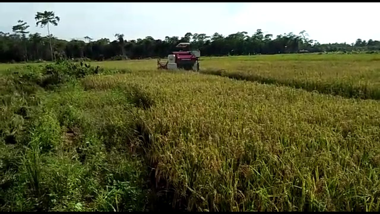 Hingga Agustus Terserap Rp66,303 T, KUR Pertanian Perkuat Ketahanan Pangan Nasional