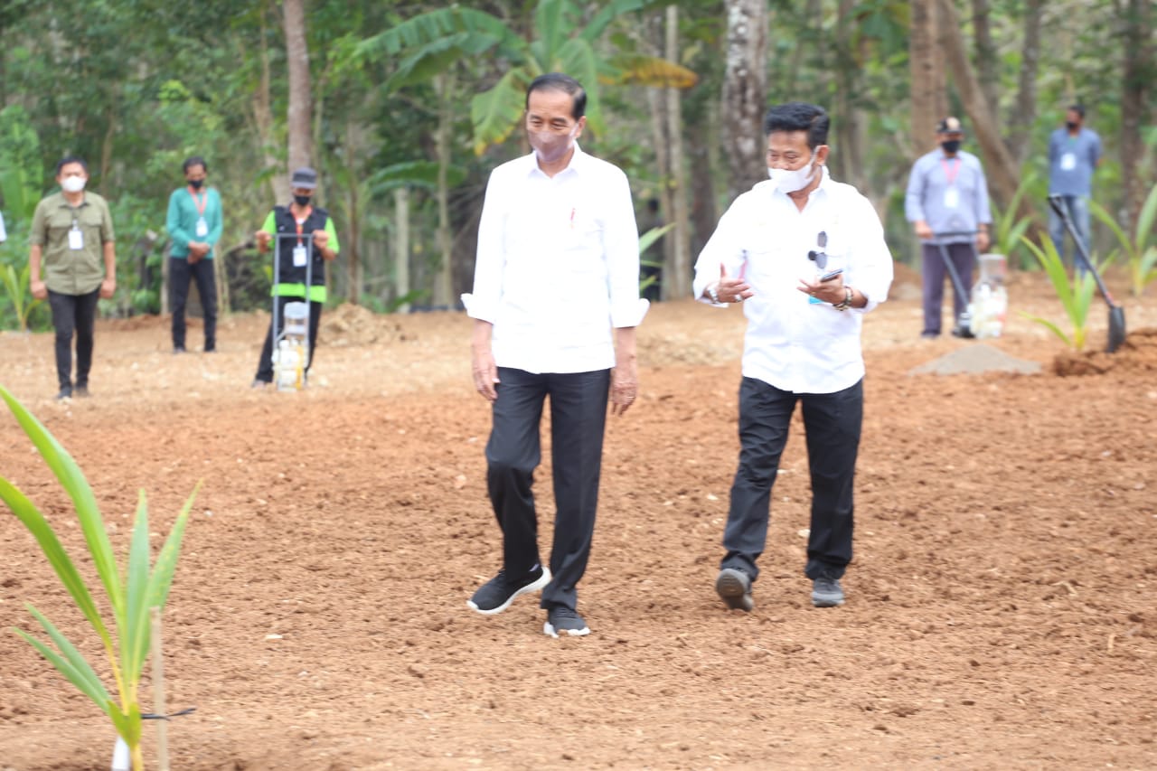 Tingkatkan Pendapatan Masyarakat, Presiden Jokowi Resmi Luncurkan Program Kelapa Genjah 1 Juta Batang