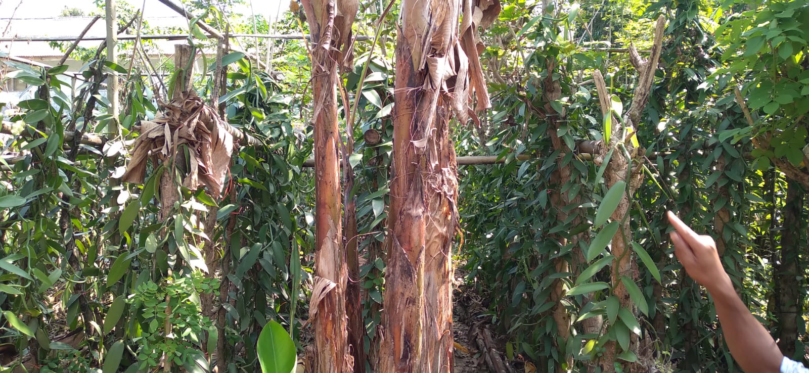 Irigasi Perpompaan Perkuat Ketahanan Petani Buton Hadapi Ancaman Krisis Pangan