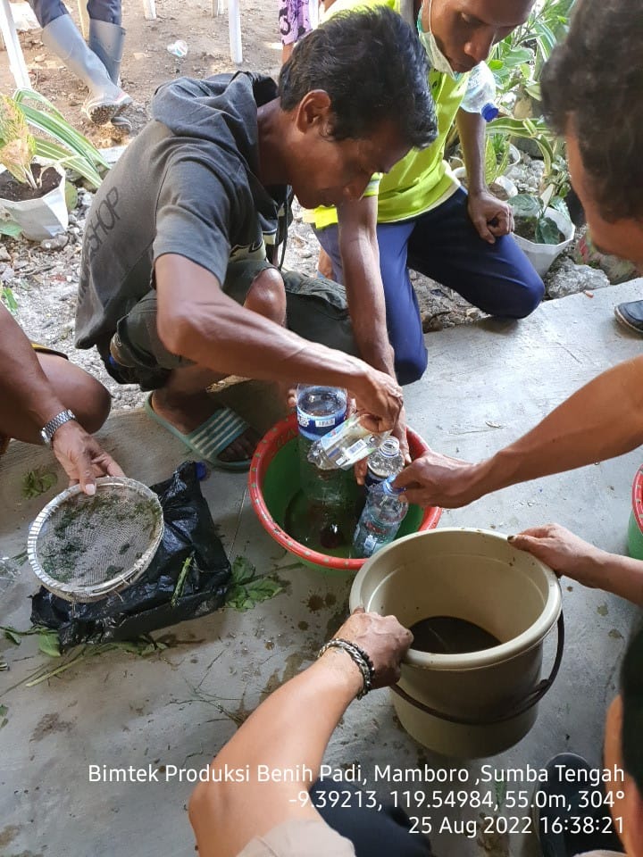 Kementan Kenalkan Bahan Alami Biosaka di Kawasan Food Estate Sumba Tengah, Guna Tekan Biaya Produksi