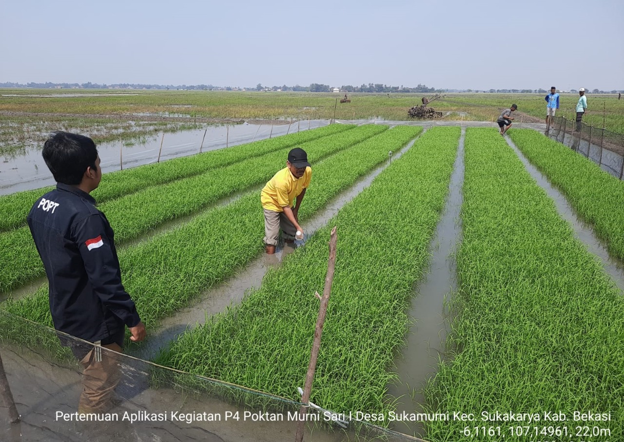 Mengamankan Serangan OPT, Kementan Intens Lakukan Pendampingan Perbanyakan Agens Hayati