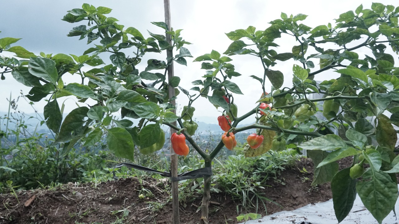 Harapan Baru, Cabai Katokkon dengan Rasa Terpedas