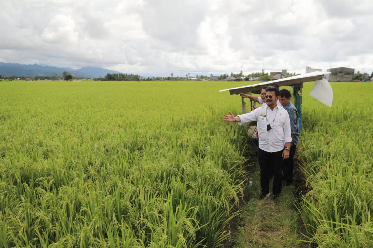 BPS: Tahun 2022, Produksi Padi Diperkirakan Meningkat 1,25 Juta Ton