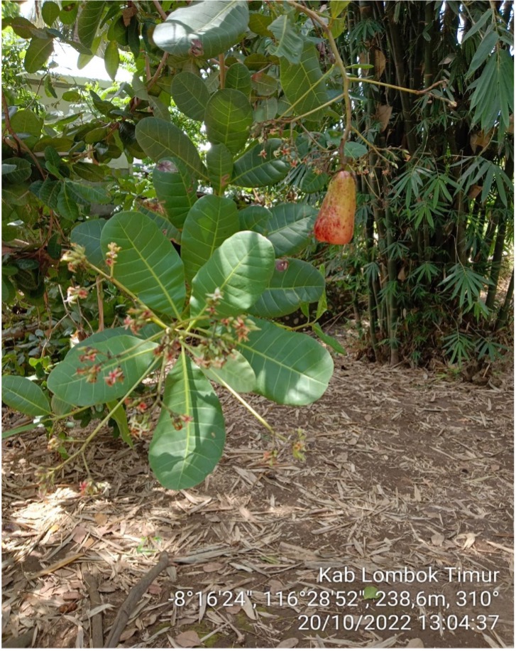 Jambu Mete, komoditas mewah (luxury) di Pasar Global