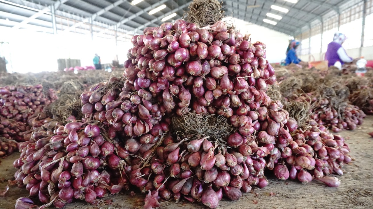 Komoditas Hortikultura Andil Mengerem Inflasi di Indonesia