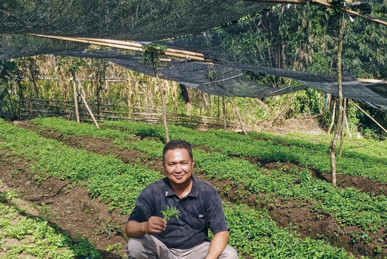 Stevia, Peluang Usaha Yang Semakin Manis