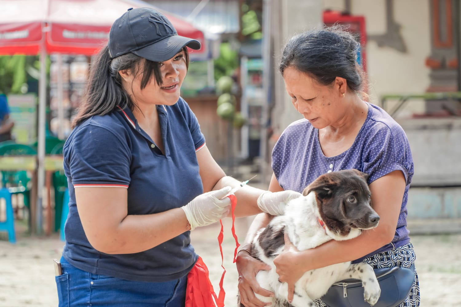 Bali Kendalikan PMK dan Rabies, Siap Sukseskan KTT G20 Mendatang