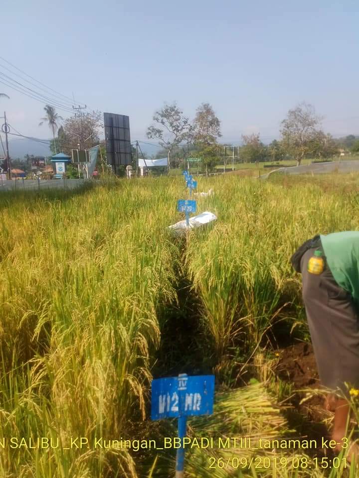 Tanam Padi Sekali, Panen Berkali – Kali