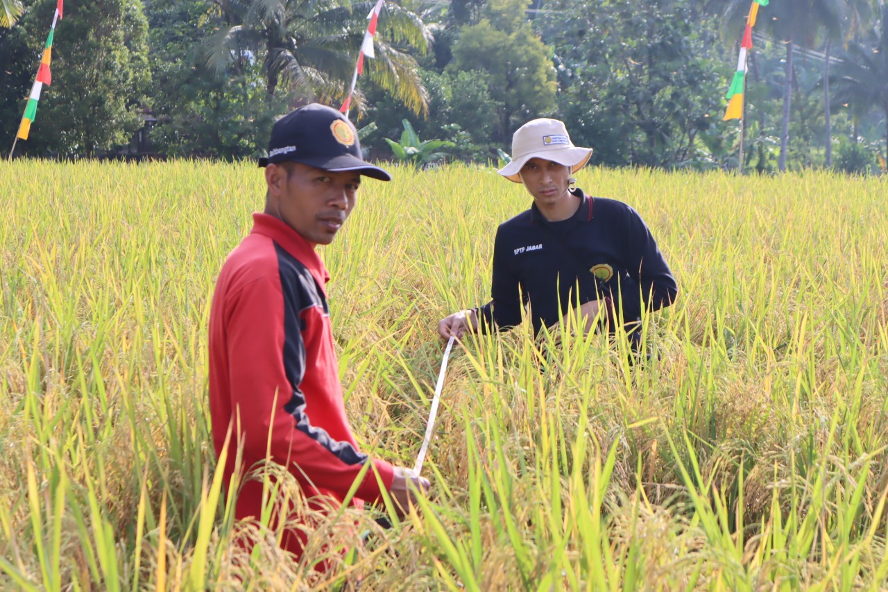 NTP Desember 2022 Meningkat, Kenaikan Harga Gabah Berdampak Terhadap Kesejahteraan Petani