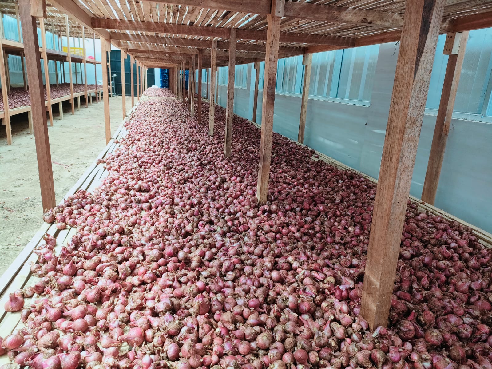 Pasokan Bawang Merah di Awal Tahun 2023 Aman, Temanggung Jadi Salah Satu Pemasok