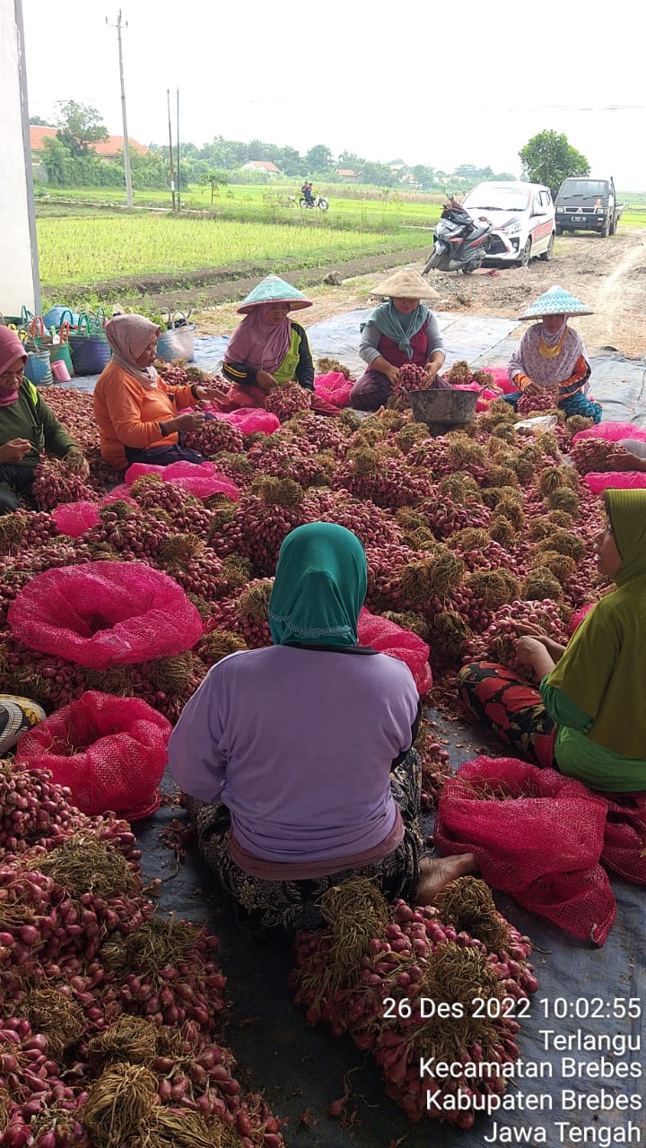 Hadapi Nataru, Stok Tanaman Bawang Merah Siap Panen di Brebes – Cirebon Melimpah