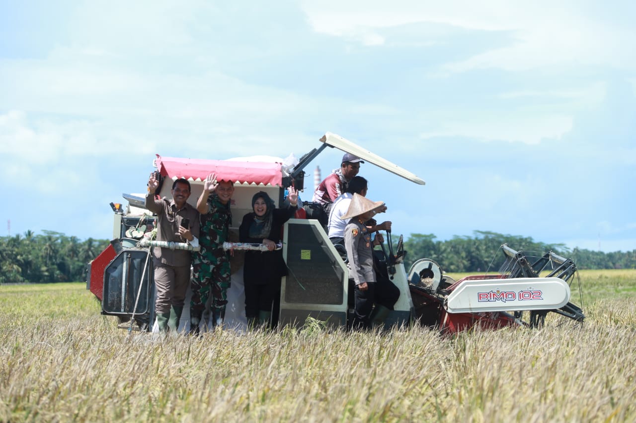 Awal Tahun 2023, Panen Padi di Pandeglang Melimpah