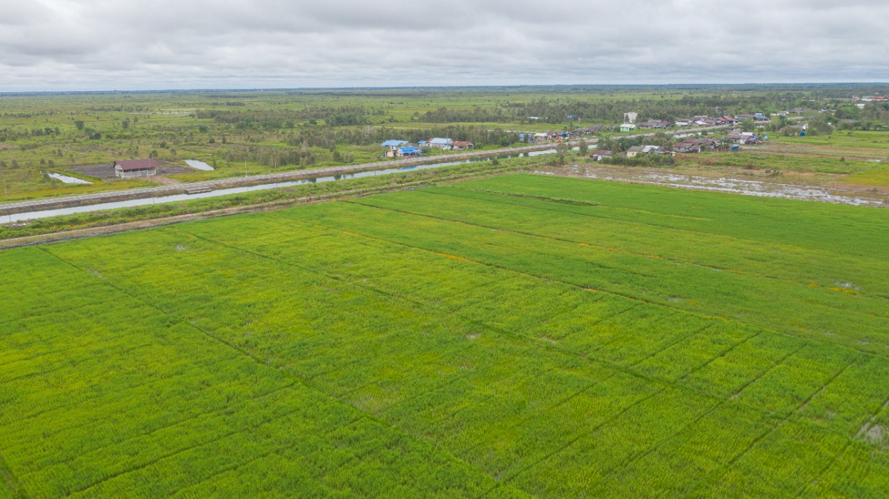 Pemprov Kalteng: Food Estate Bukan Program Kaleng-kaleng, Dampaknya Besar Terhadap Kesejahteraan Petani