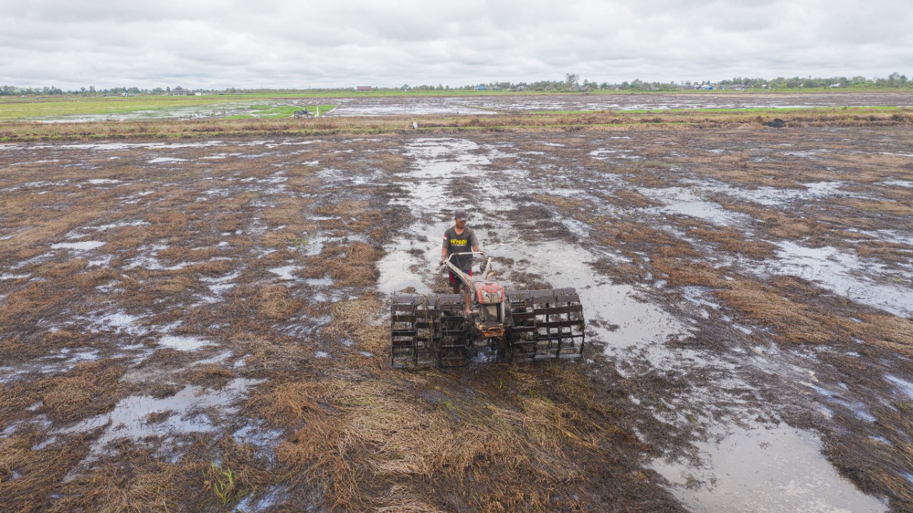 PERLU SINERGI MEMBANGUN FOOD ESTATE
