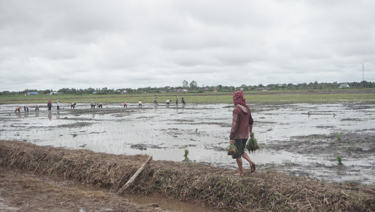 Akademisi: Food Estate Penting untuk Jaga Ketahanan Pangan Nasional