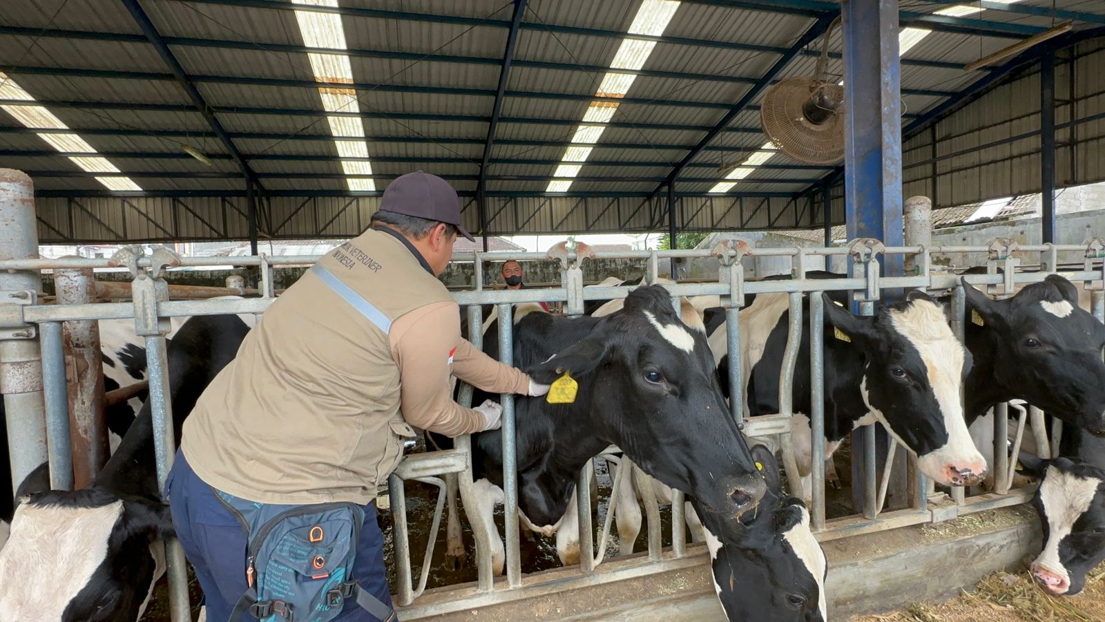 Kick Off Vaksinasi PMK Tahun 2023, Jatim Booster 230 Ribu Ekor Sapi Perah