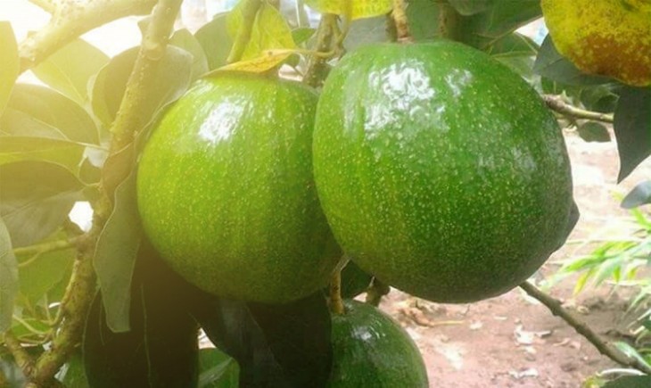 Alpukat Varietas Kendil, Tidak Disukai Ulat dan Dapat Berbuah Sepanjang Tahun