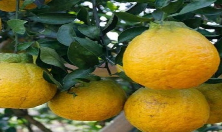 Jeruk Dekopon, Jeruk Unik Mulai Dikembangkan di Indonesia