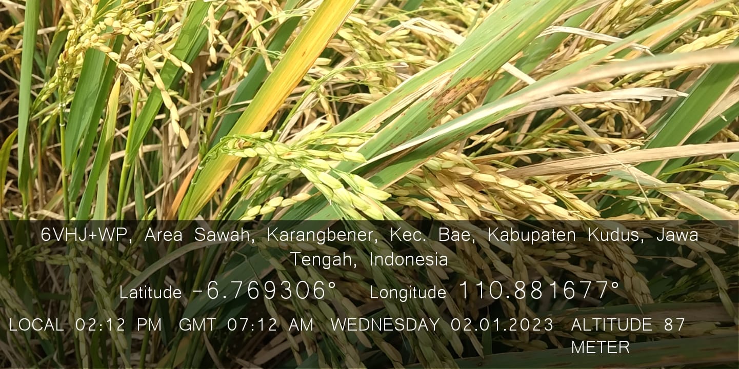 KABUPATEN KUDUS TETAP PANEN PADI