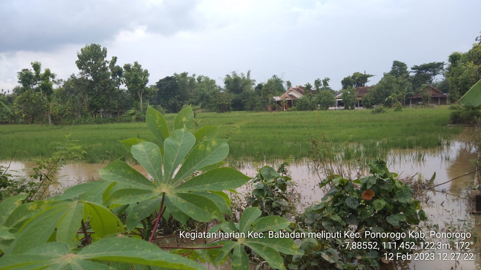 BANJIR DI PONOROGO SURUT, SAWAH PETANI SELAMAT DARI GAGAL PANEN
