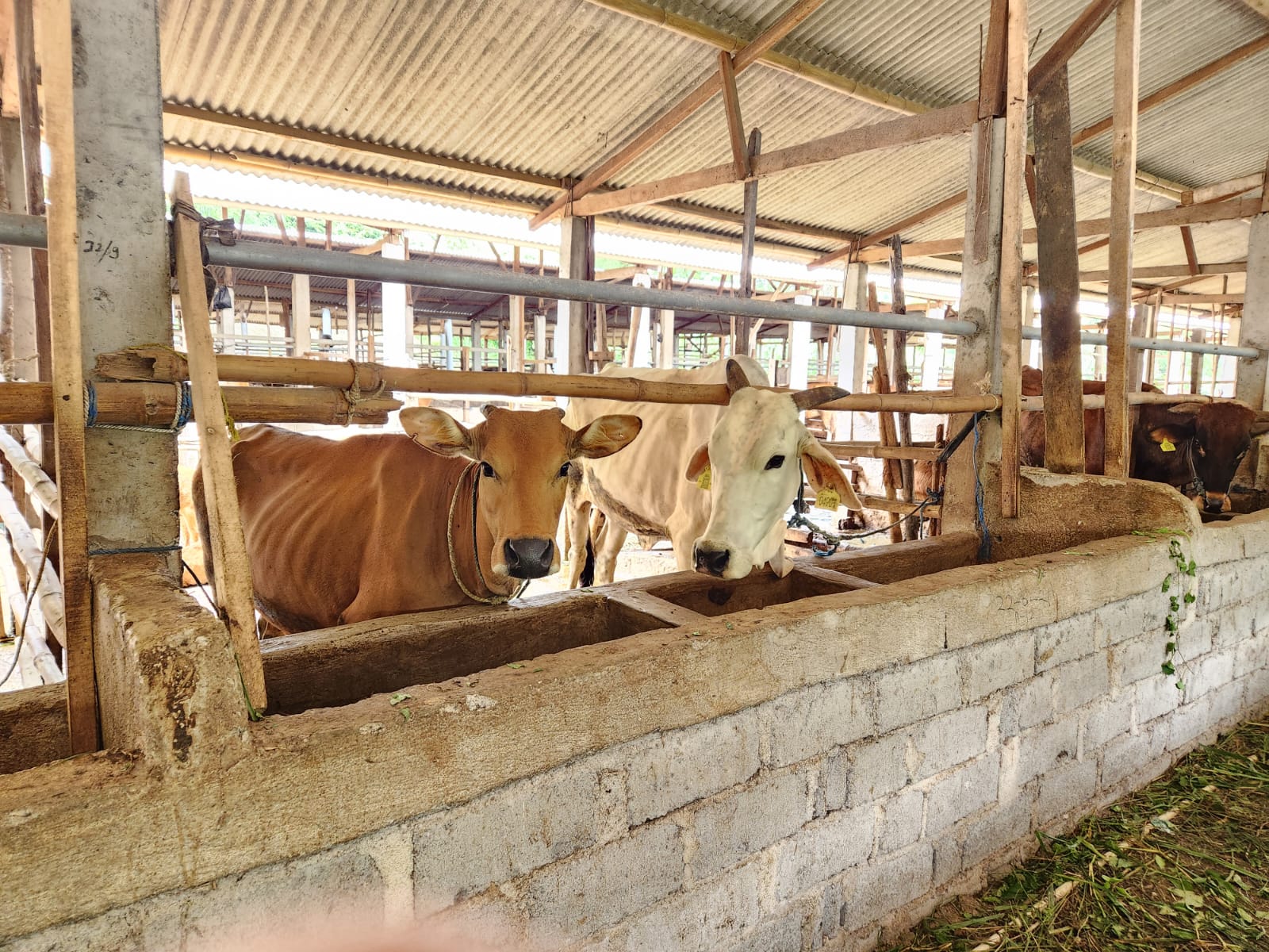 Komisi IV DPR RI Kunjungi Program Kementan Desa Korporasi Sapi di Lombok Tengah NTB