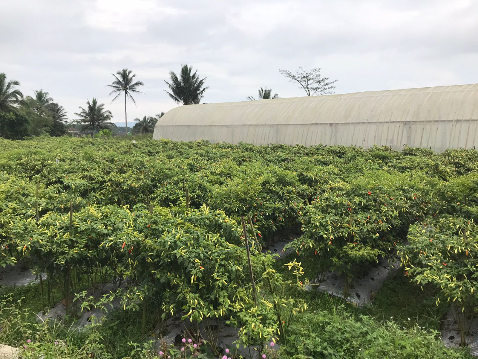 Temanggung Siap Amankan Pasokan Cabai Merah dan Bawang Merah Untuk Ramadhan dan Idul Fitri