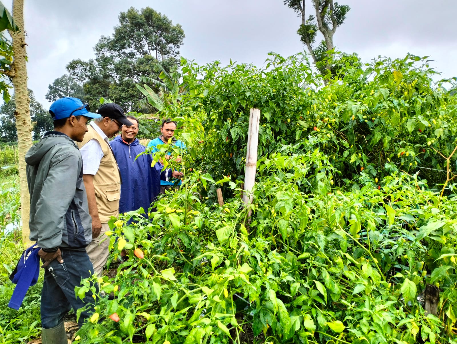 Kediri Amankan produksi Bawang Merah dan Cabe Merah Jelang Ramadhan dan Idul Fitri