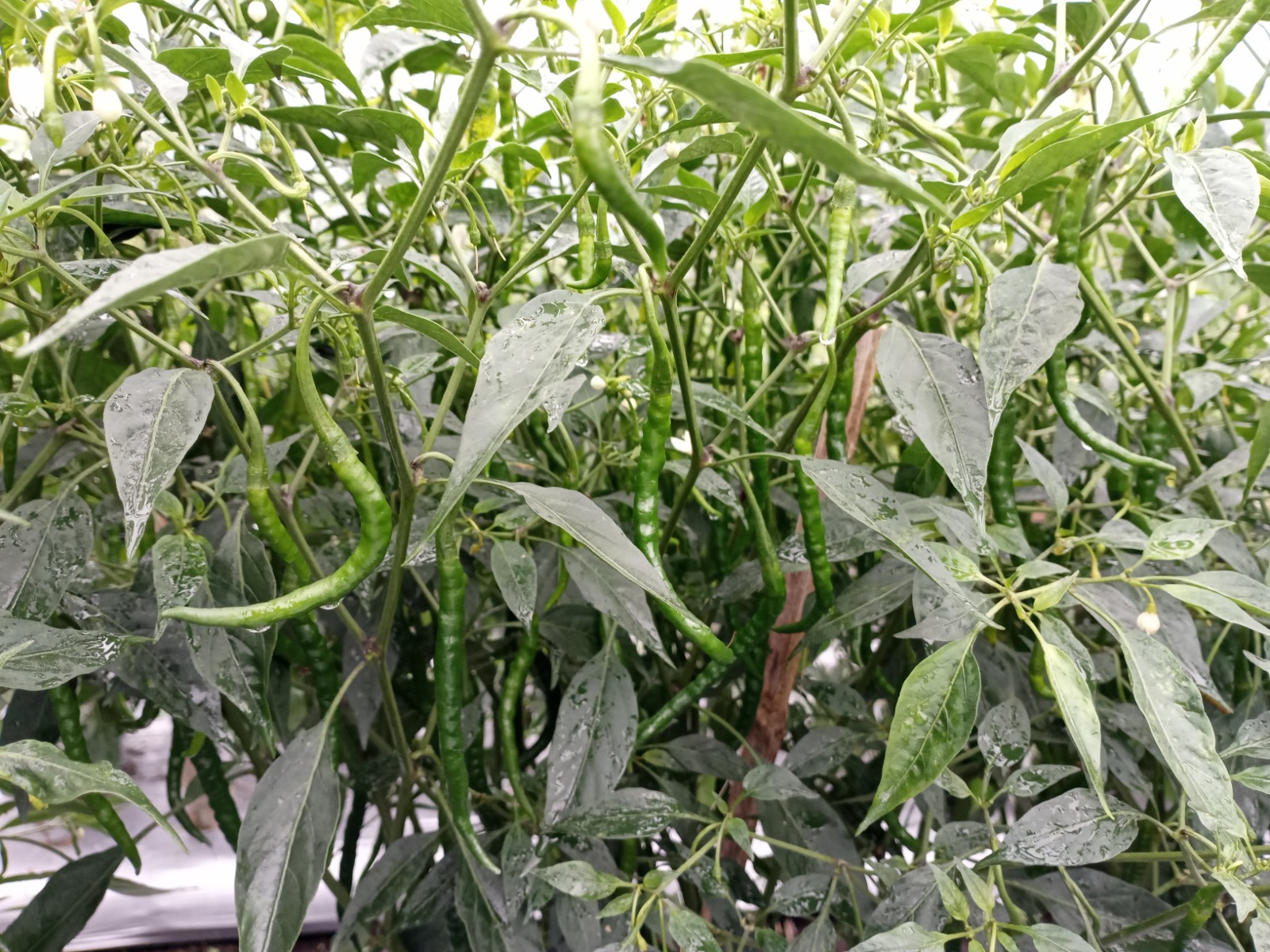 Pasokan Aman, Tasikmalaya Siap Dukung Kementerian Pertanian Hadapi Ramadhan dan Idul Fitri