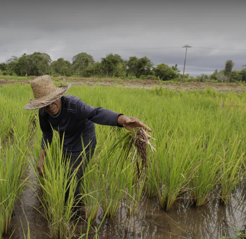 Rawan Banjir, Kementan Siap Bantu Mitigasi dan Dorong Petani Ikut AUTP