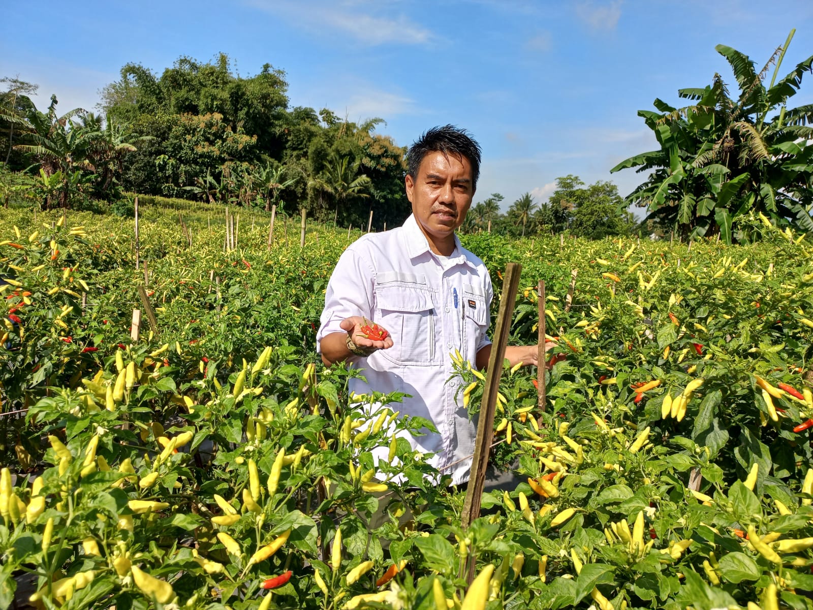 Petani Garut Siap Amankan Pasokan Cabai Bulan Selama Ramadhan dan Idul Fitri 1444 H