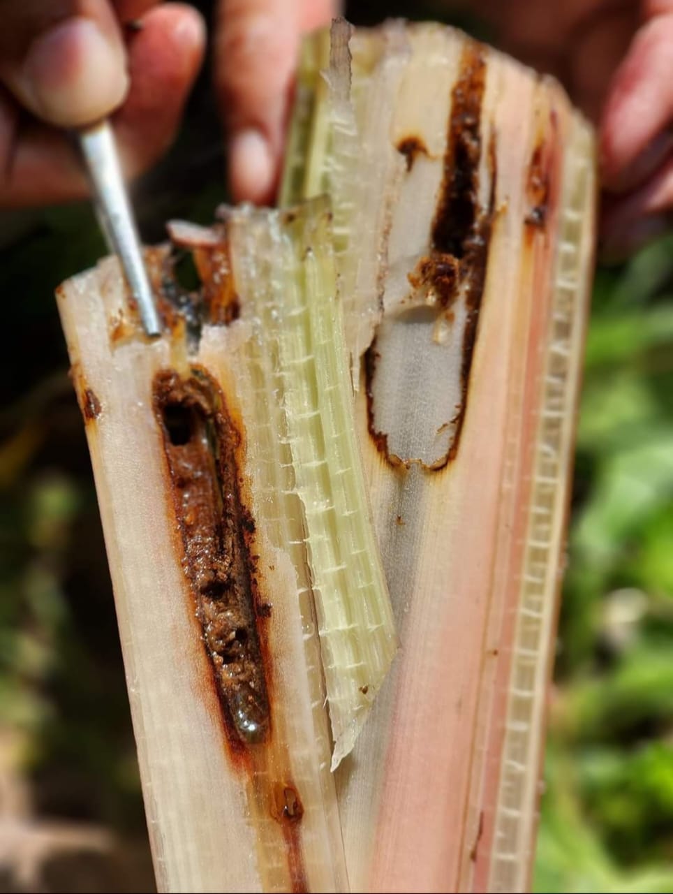 Kementan Siapkan Pest List OPT Pisang untuk Mendorong Ekspor Pisang Indonesia