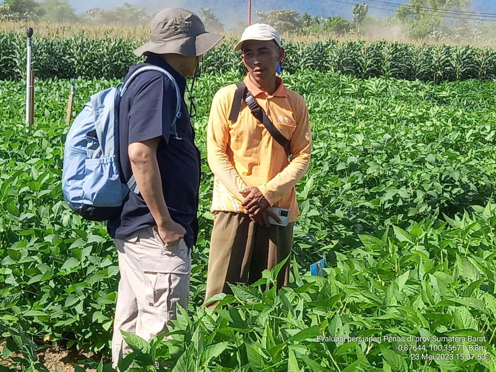 BBPOPT LAKUKAN PENGECEKAN PERLINDUNGAN TANAMAN PADA DISPLAY PENAS
