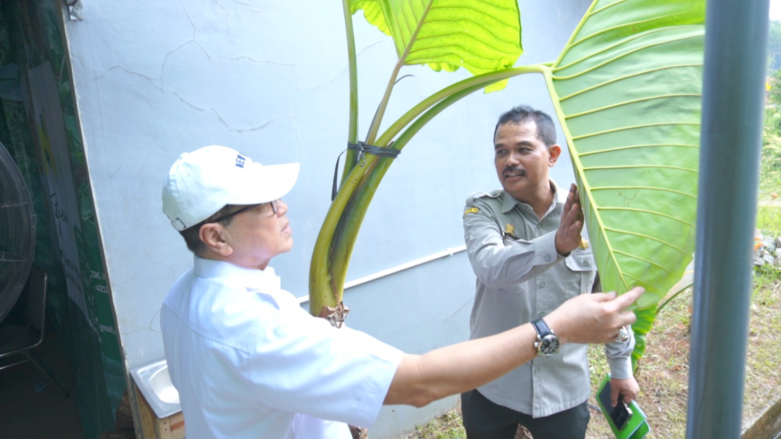 KEMENTAN BERSAMA KOMISI IV DPR TINJAU KOMODITAS UNGGULAN TALAS BENENG YANG BERPOTENSI EKSPOR