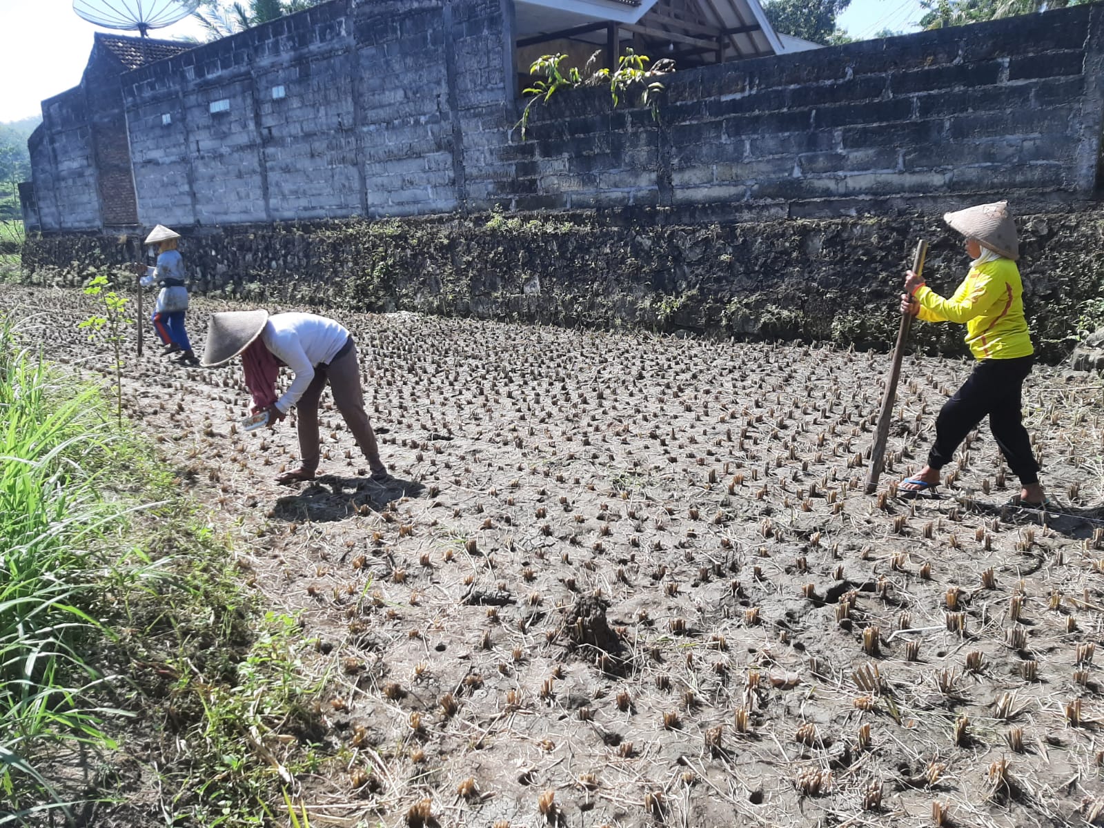 BBPOPT TERJUNKAN TIM PENGAMATAN DAN PENGAMANAN PRODUKSI KE LAPANGAN