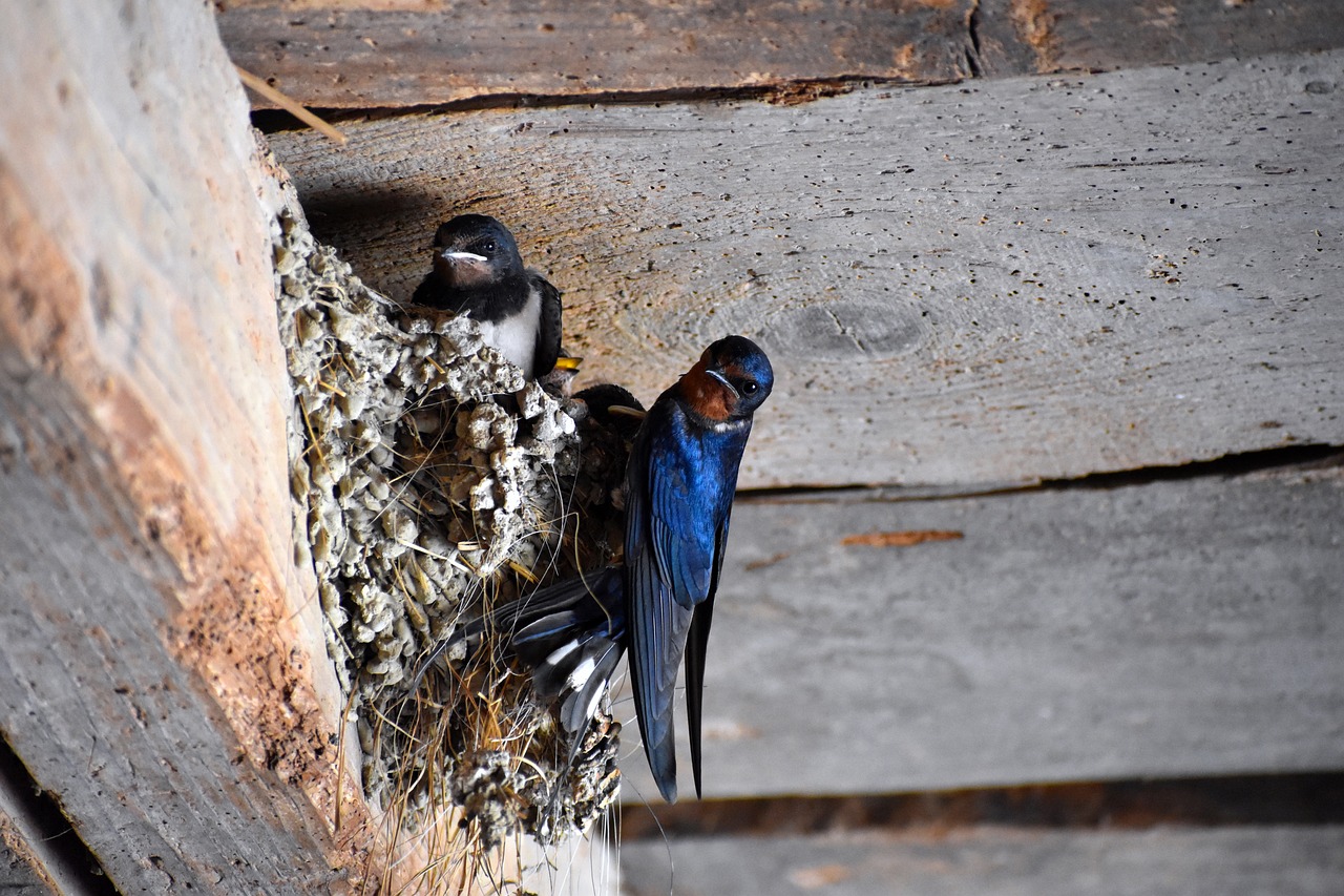 Jangan Dibuang, Kotoran Burung Walet Bisa Diolah Jadi Pupuk Kompos untuk Tanaman Hortikultura