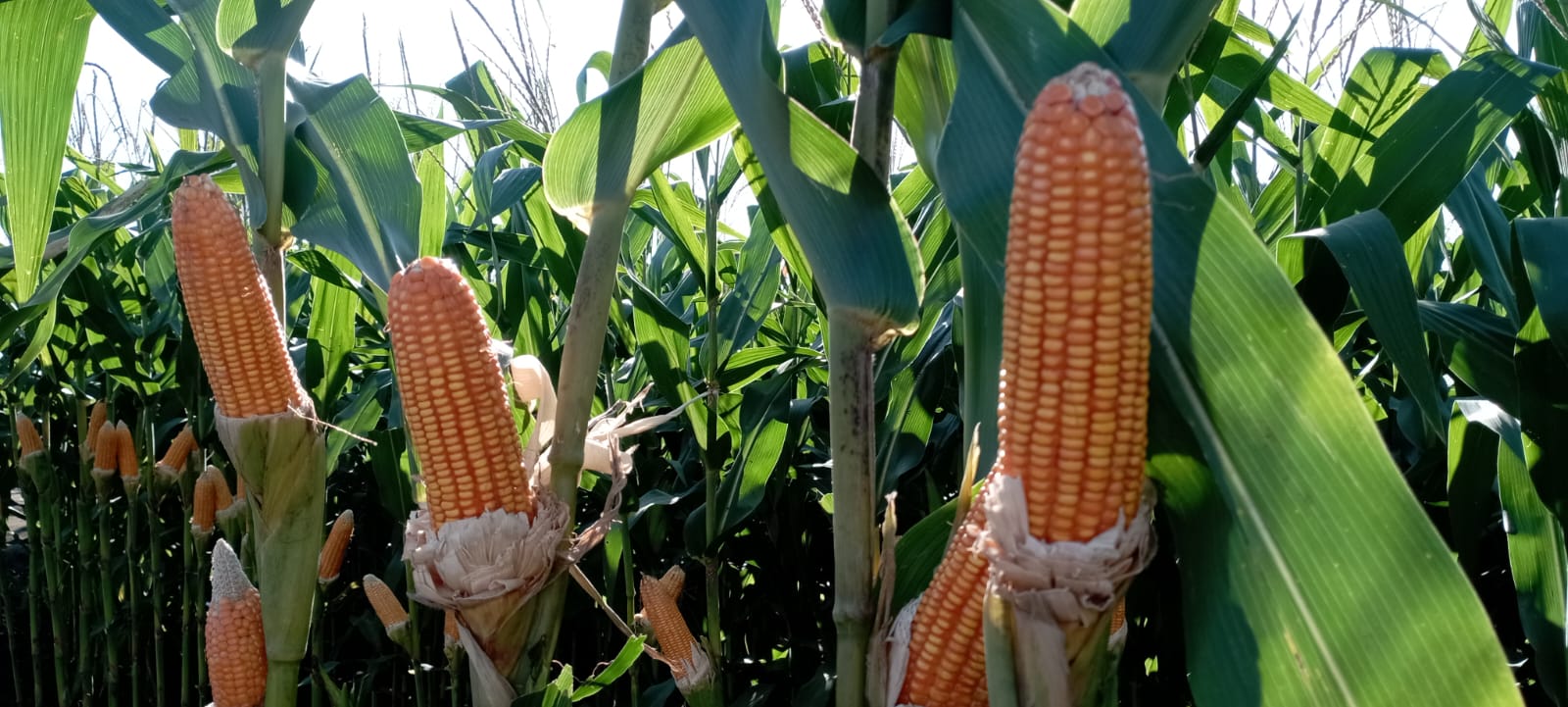 Trobosan Baru, Kementan Hadirkan Jagung Multi Tongkol di Penas Padang.