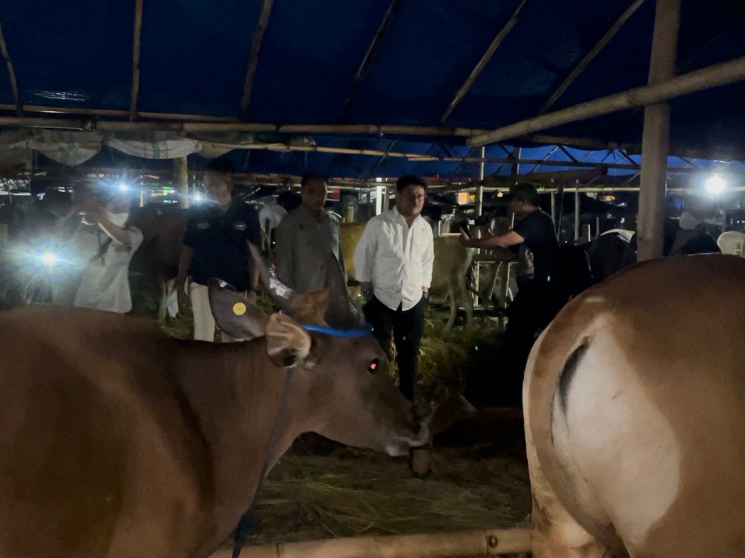 Percepat Izin Jual, Peternak Sapi Bima Sampaikan Terimakasih Ke Kementan