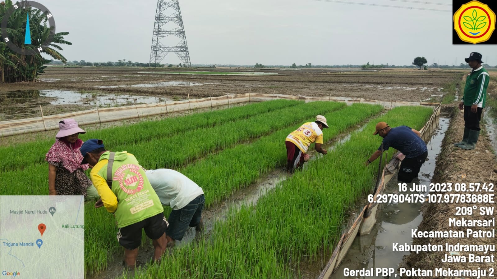 Kementerian Pertanian Support Gerakan Pengendalian Penggerek Batang Padi di Indramayu