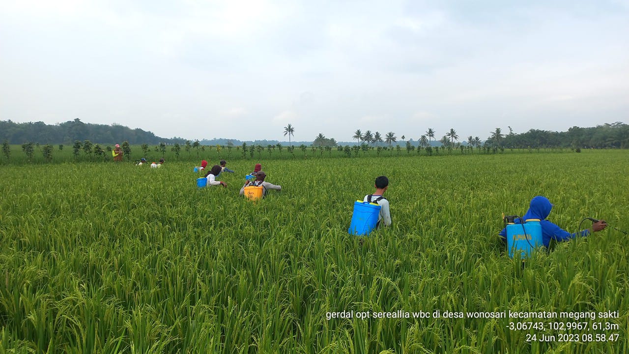 KEMENTAN CEPAT TANGGAP KENDALIKAN SERANGAN HAMA WERENG DI MUSI RAWAS, SUMATERA SELATAN