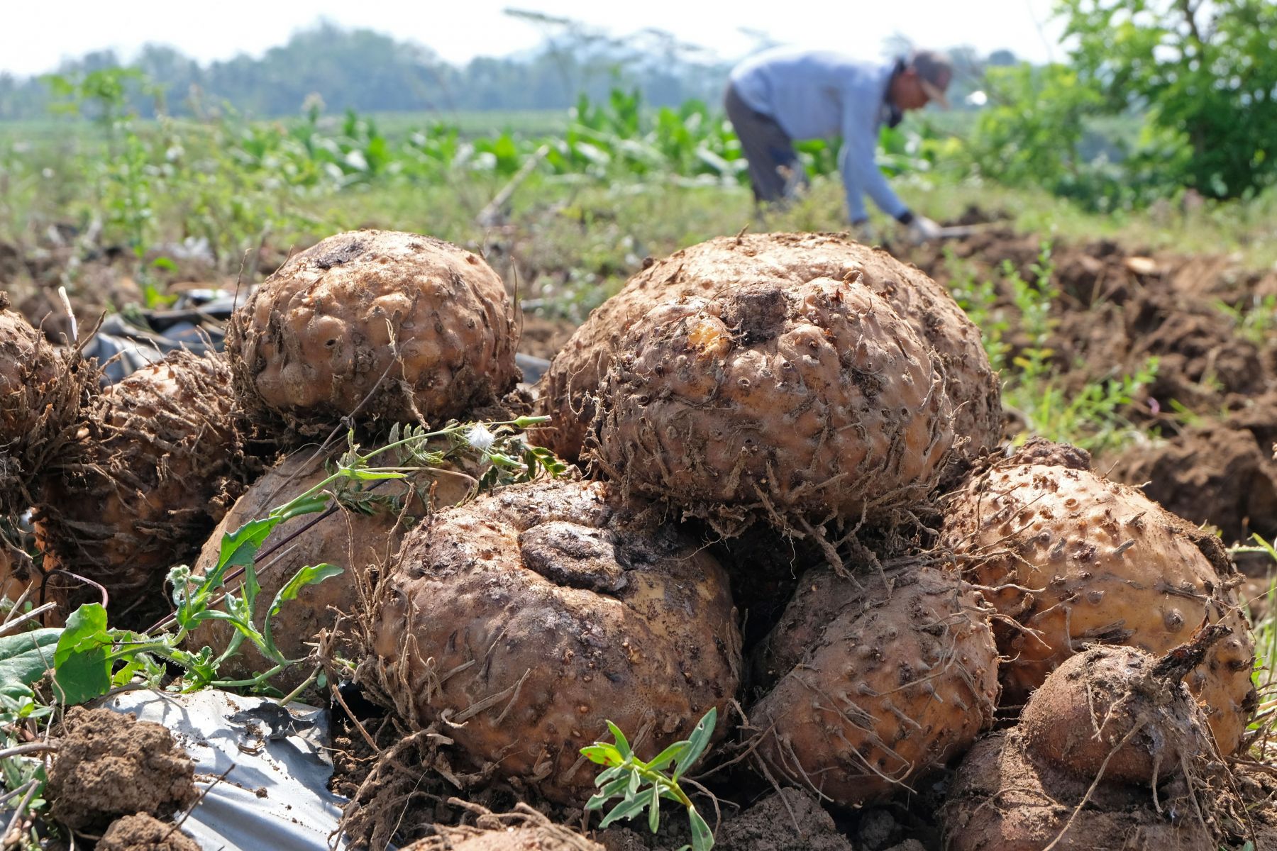 KTNA Optimis Inovasi Kementan Dongkrak Harga Porang