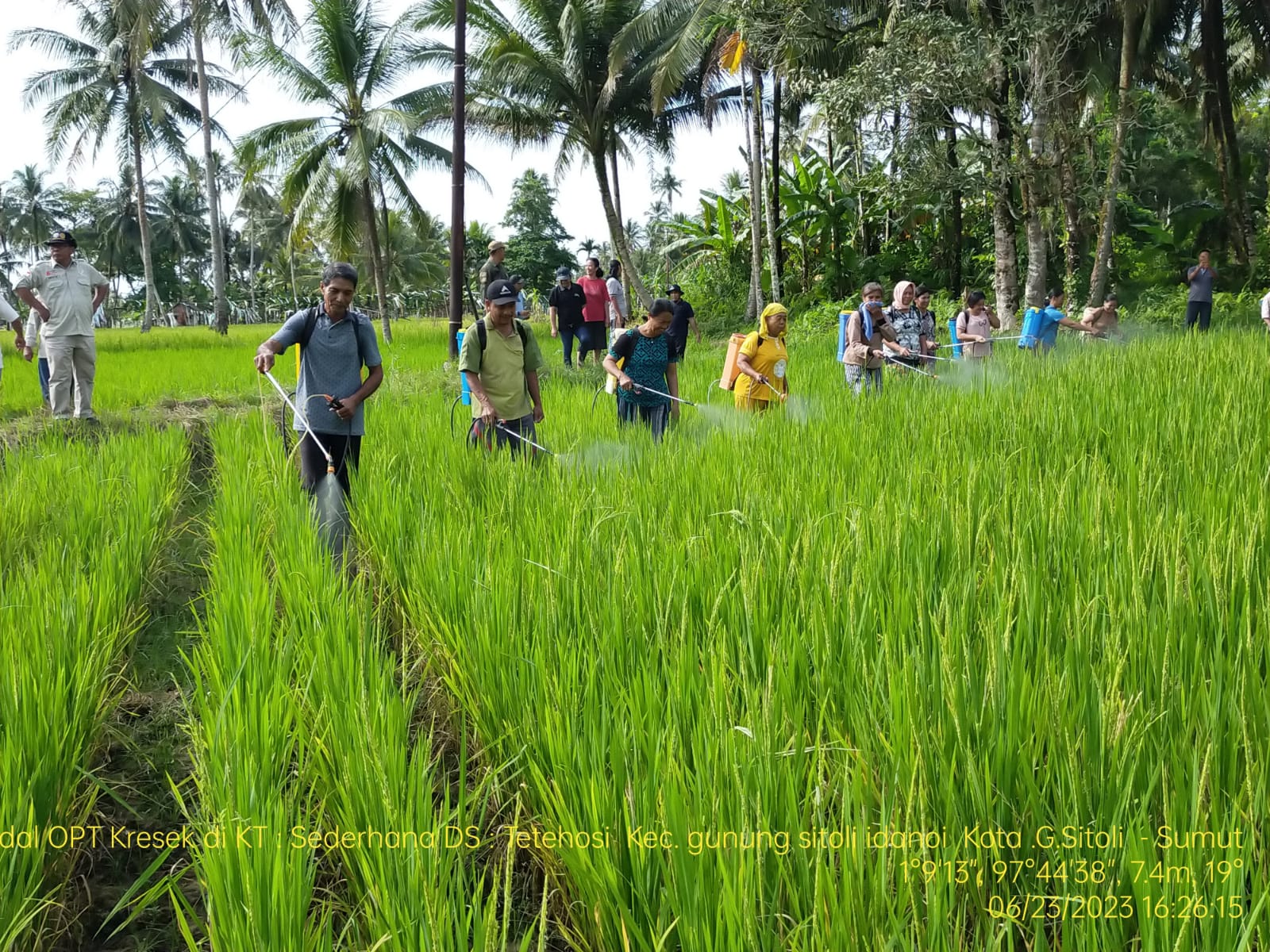 ANTISIPASI SERANGAN WERENG DI KEPULAUAN NIAS, KEMENTAN GANDENG PEMDA SUMATERA UTARA