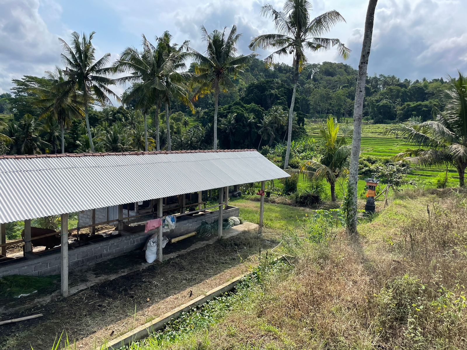 Pasca Covid Petani Gianyar Rasakan Manfaat Pupuk Organik Buatan Sendiri