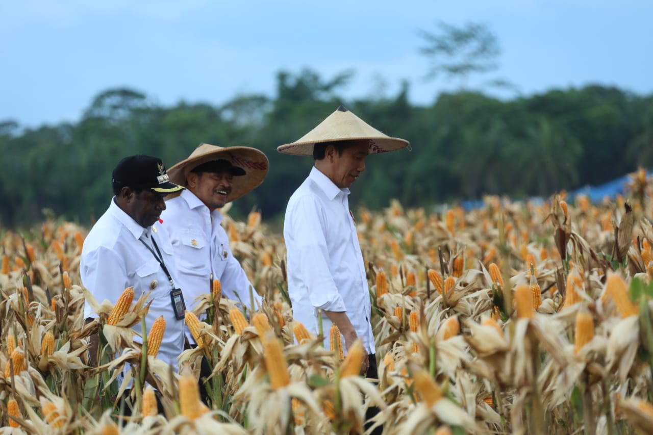 Jokowi Harap Food Estate Keerom Bisa Penuhi Kebutuhan Jagung Nasional