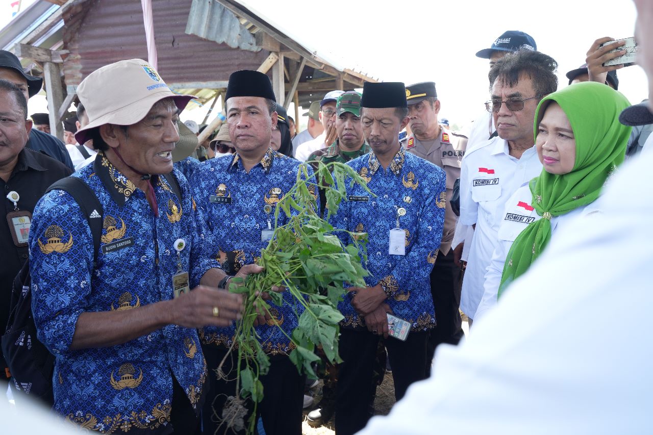 “Harga Kedelai Naik, Komisi IV DPR Tinjau Lahan Kedelai Di Demak”