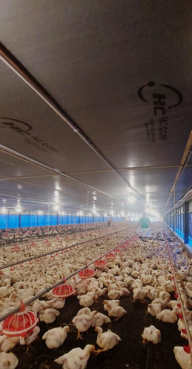 Kementan: Ketersediaan Ayam Ras Dalam Negeri Aman dan Mencukupi