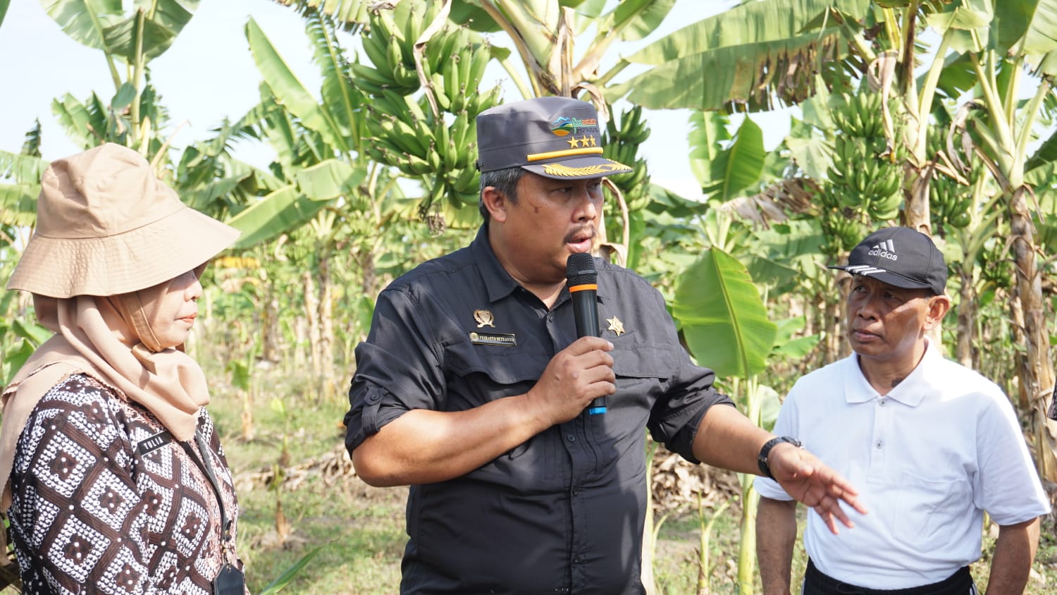 Kampung Pisang Losari Brebes Sukses Ungkit Pendapatan Petani
