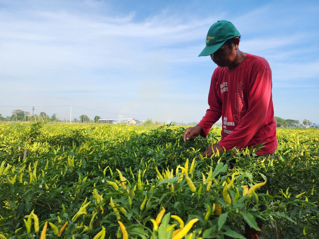 Gunakan APH, Cabai di Gowa Bebas dari Serangan Antraknosa