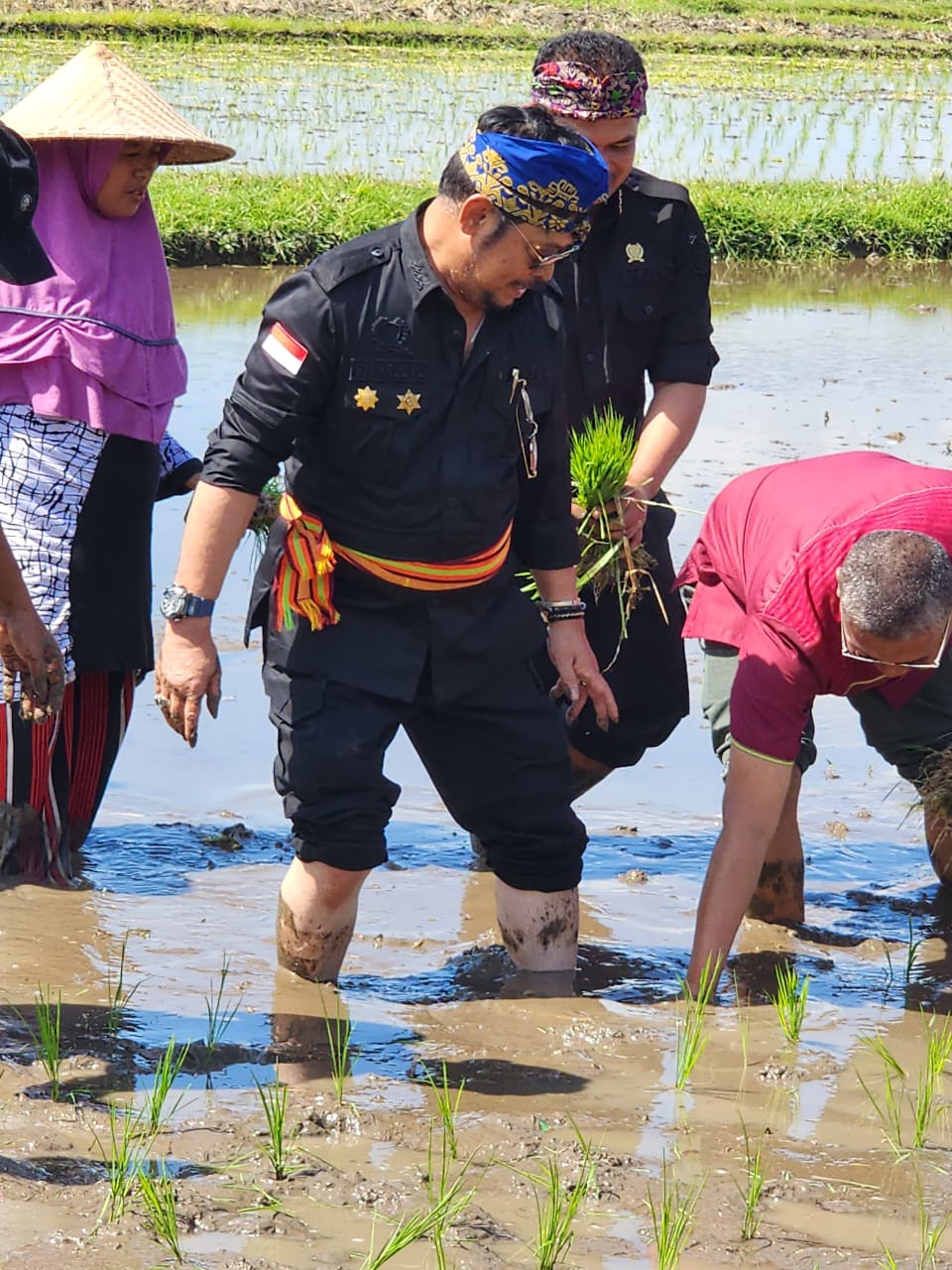 Gernas El Nino di NTB, Mentan SYL Tanam Padi dan Pimpin Pembuatan Biosaka untuk Petani