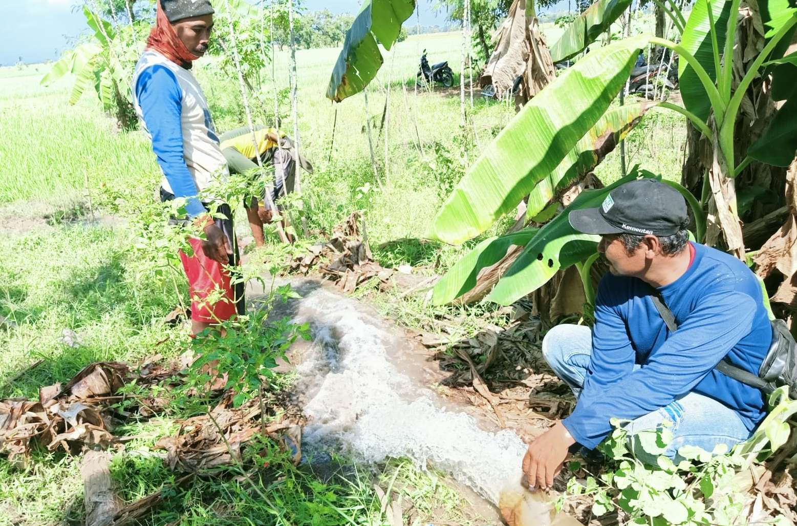 Kementan Lakukan Strategi Jaga Produksi Padi di Masa El Nino