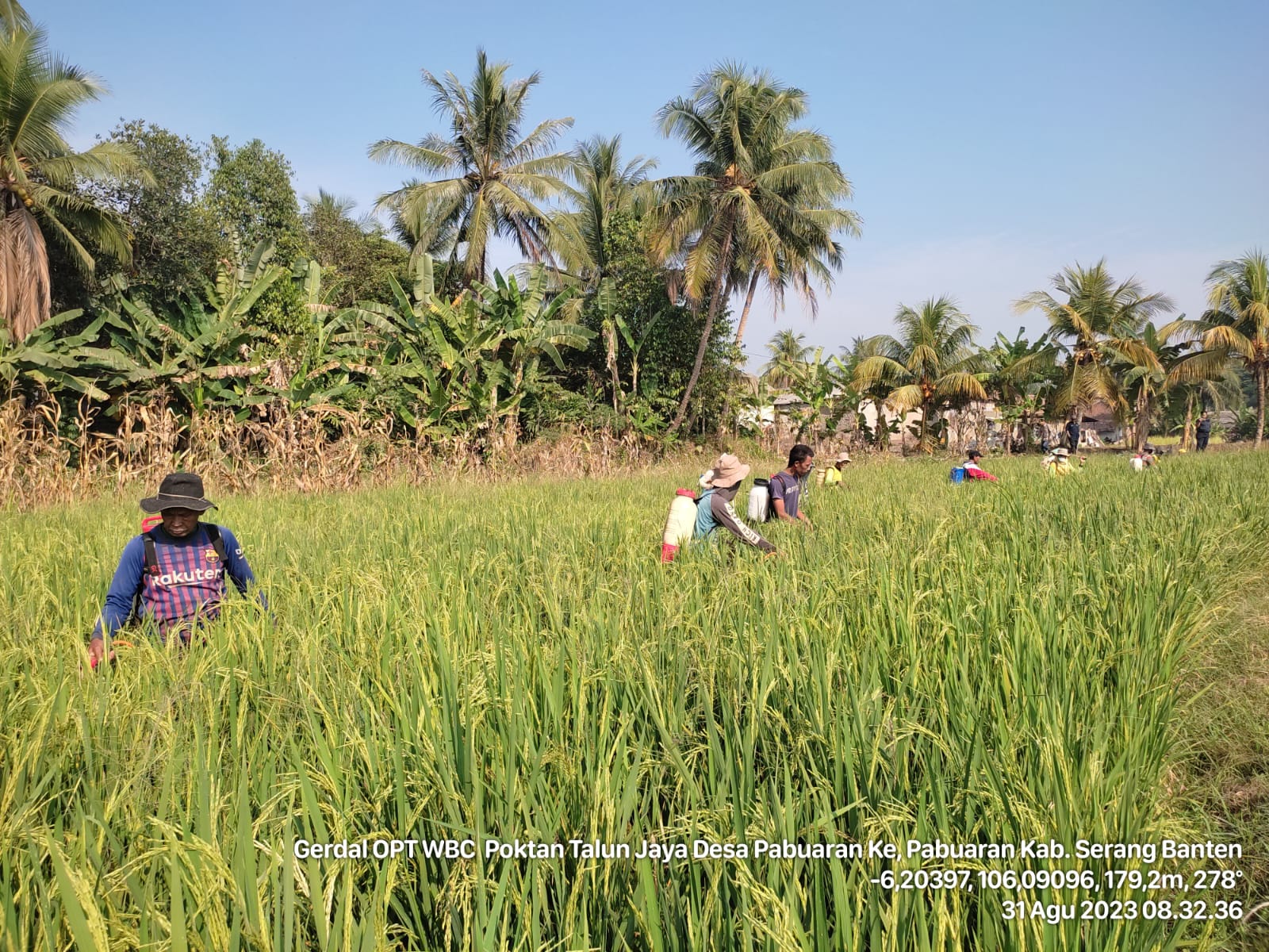 WASPADA WERENG, KEMENTAN SIGAP LAKUKAN PENGENDALIAN DI BANTEN